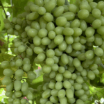 Turpan_s_Sweet_Grapes__A_Taste_of_China_s_Hottest_Oasis_poster - Khabar Asia Turpan_s_Sweet_Grapes__A_Taste_of_China_s_Hottest_Oasis video poster