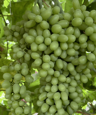 Turpan’s Sweet Grapes: A Taste of China’s Hottest Oasis Turpan_s_Sweet_Grapes__A_Taste_of_China_s_Hottest_Oasis video poster