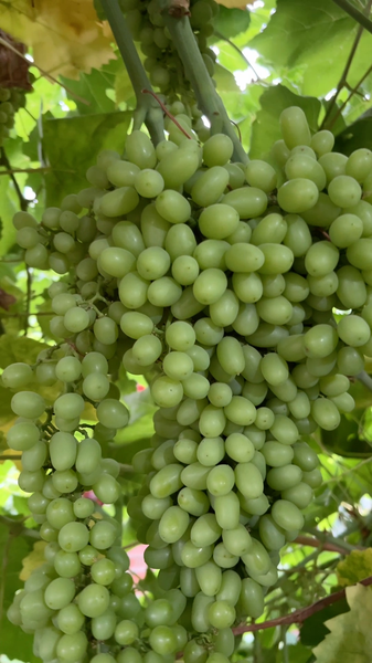 Turpan_s_Sweet_Grapes__A_Taste_of_China_s_Hottest_Oasis video poster