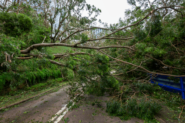 Typhoon_Ragasa_Threatens_South_China_with_Severe_Flooding__Landslides video poster