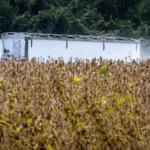 U_S__Soybean__Beef_Exports_Hit_by_China_Tariff_Tensions - Khabar Asia U_S__Soybean__Beef_Exports_Hit_by_China_Tariff_Tensions