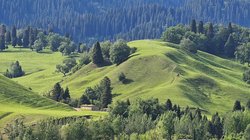 Unveiling_the_Ancient_Wusun_Kingdom_on_Xinjiang_s_Nalati_Grassland_poster - Khabar Asia Unveiling_the_Ancient_Wusun_Kingdom_on_Xinjiang_s_Nalati_Grassland video poster