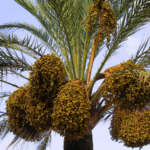 Yunnan’s Arid Valleys Bloom with ‘Desert Bread’ Initiative