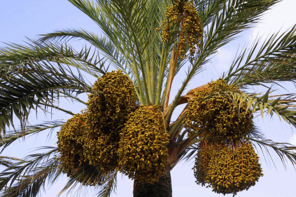 Yunnan’s Arid Valleys Bloom with ‘Desert Bread’ Initiative Yunnan’s Arid Valleys Bloom with ‘Desert Bread’ Initiative
