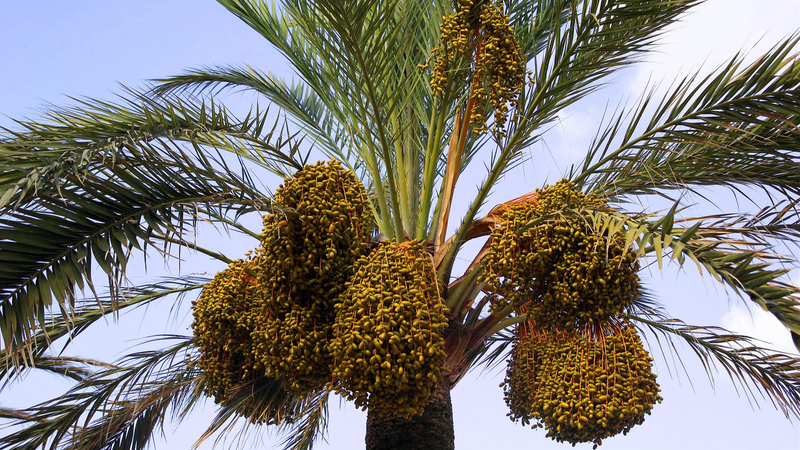 V0K1G36W3CKA7Z68KO62 - Khabar Asia Yunnan’s Arid Valleys Bloom with ‘Desert Bread’ Initiative