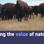 Whales__Unsung_Heroes_in_the_Fight_Against_Climate_Change_ video poster