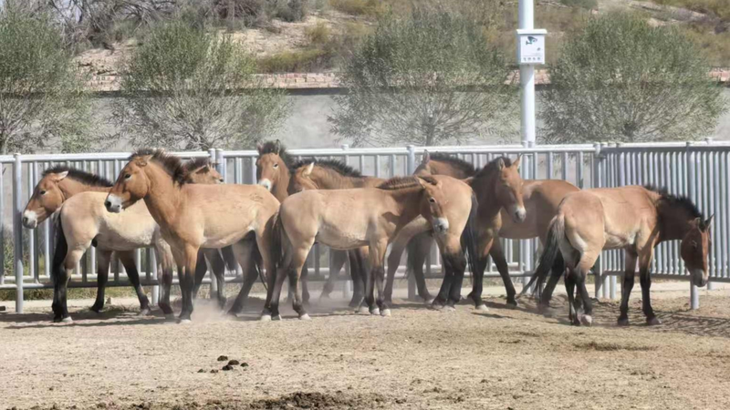 Wild Horses Return to Dunhuang Reserve After Decades-Long Revival Wild_Horses_Return_to_Dunhuang_Reserve_After_Decades_Long_Revival