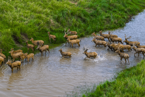 Wild_Pere_David_s_Deer_Thrive_in_Jiangsu_Wetlands