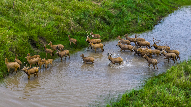 Wild_Pere_David_s_Deer_Thrive_in_Jiangsu_Wetlands