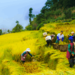 Xi_Jinping_Honors_Farmers__Stresses_Rural_Revitalization_Ahead_of_Harvest_Festival - Khabar Asia Xi_Jinping_Honors_Farmers__Stresses_Rural_Revitalization_Ahead_of_Harvest_Festival