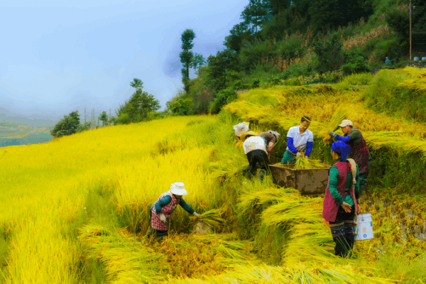 Xi_Jinping_Honors_Farmers__Stresses_Rural_Revitalization_Ahead_of_Harvest_Festival