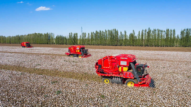 Xinjiang_Dominates_China_s_Cotton_Production_for_32nd_Straight_Year
