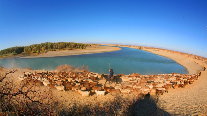 Xinjiang Herdsmen Begin Annual Winter Livestock Migration Xinjiang_Herdsmen_Begin_Annual_Winter_Livestock_Migration
