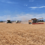 Xinjiang_Village_Transforms_Wheat_Fields_into_Economic_Success video poster