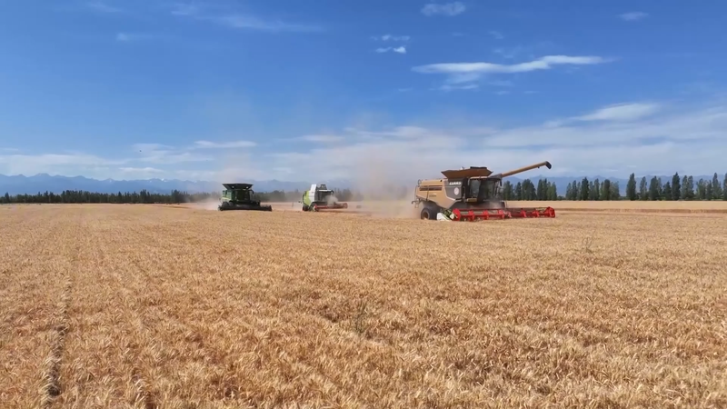 Xinjiang_Village_Transforms_Wheat_Fields_into_Economic_Success video poster