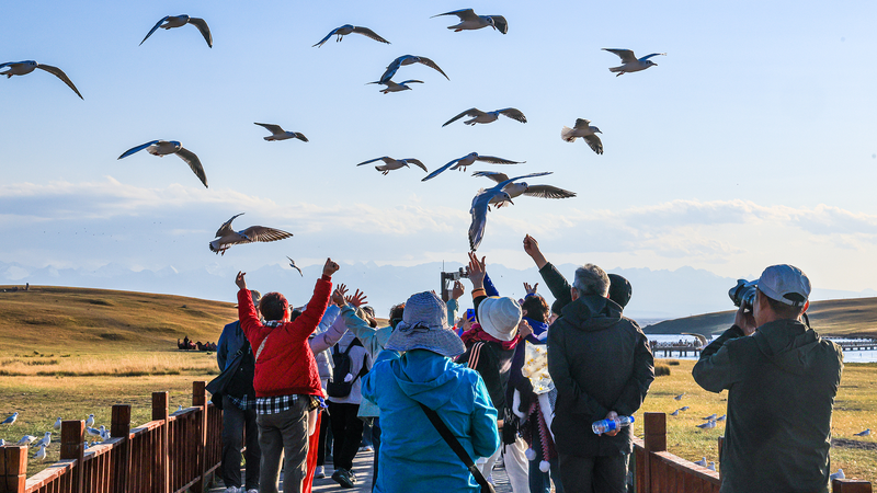 Xinjiang_s_Bayanbulak_Grassland_Captivates_Autumn_Travelers