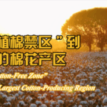 Xinjiang_s_Cotton_Revolution__From_Barren_Land_to_Global_Leader video poster