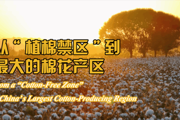 Xinjiang’s Cotton Revolution: From Barren Land to Global Leader Xinjiang_s_Cotton_Revolution__From_Barren_Land_to_Global_Leader video poster