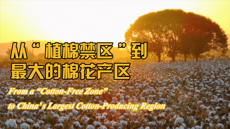 Xinjiang_s_Cotton_Revolution__From_Barren_Land_to_Global_Leader video poster