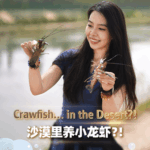 Xinjiang_s_Desert_Crawfish__A_Mid_Autumn_Surprise_poster - Khabar Asia Xinjiang_s_Desert_Crawfish__A_Mid_Autumn_Surprise video poster