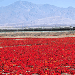 Xinjiang_s_Gobi_Desert_Blooms_with_Chili_Harvest__Fuels_Rural_Growth - Khabar Asia Xinjiang_s_Gobi_Desert_Blooms_with_Chili_Harvest__Fuels_Rural_Growth