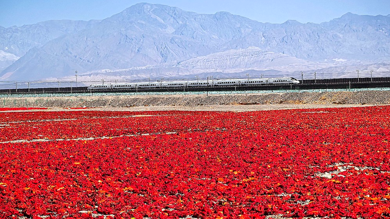 Xinjiang_s_Gobi_Desert_Blooms_with_Chili_Harvest__Fuels_Rural_Growth