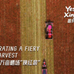 Xinjiang_s_Red_Chili___Cotton_Harvest_Fuels_Regional_Growth video poster