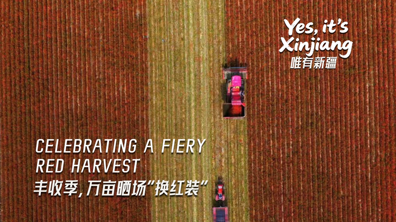 Xinjiang_s_Red_Chili___Cotton_Harvest_Fuels_Regional_Growth video poster