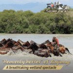 Xinjiang_s__Heavenly_Horses__Gallop_Through_Wetland_Spectacle_poster - Khabar Asia Xinjiang_s__Heavenly_Horses__Gallop_Through_Wetland_Spectacle video poster
