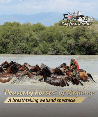 Xinjiang’s ‘Heavenly Horses’ Gallop Through Wetland Spectacle Xinjiang_s__Heavenly_Horses__Gallop_Through_Wetland_Spectacle video poster
