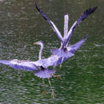 AI__Bird_Facial_Recognition__Revolutionizes_Avian_Conservation_in_China