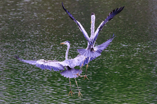 AI ‘Bird Facial Recognition’ Revolutionizes Avian Conservation in China AI__Bird_Facial_Recognition__Revolutionizes_Avian_Conservation_in_China