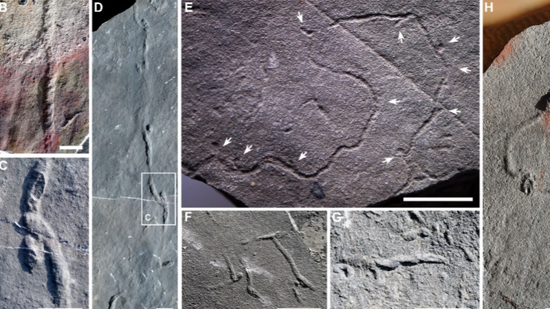 Ancient_Burrows_in_China_Rewrite_Animal_Evolution_Timeline - Khabar Asia Ancient_Burrows_in_China_Rewrite_Animal_Evolution_Timeline
