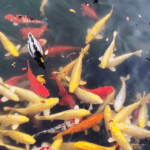 Autumn_Revives_Beijing_s_Old_Summer_Palace_with_Cultural_Splendor_poster - Khabar Asia Autumn_Revives_Beijing_s_Old_Summer_Palace_with_Cultural_Splendor video poster