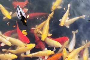 Autumn_Revives_Beijing_s_Old_Summer_Palace_with_Cultural_Splendor video poster