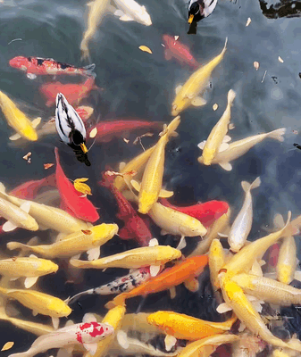 Autumn_Revives_Beijing_s_Old_Summer_Palace_with_Cultural_Splendor video poster