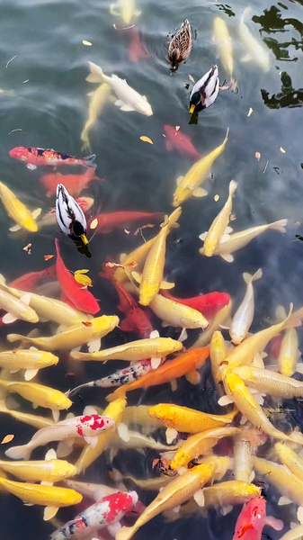 Autumn_Revives_Beijing_s_Old_Summer_Palace_with_Cultural_Splendor_poster - Khabar Asia Autumn_Revives_Beijing_s_Old_Summer_Palace_with_Cultural_Splendor video poster