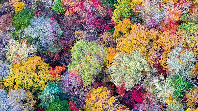 Autumn Splendor Transforms Jilin’s Baishan Lake into Vibrant Canvas Autumn_Splendor_Transforms_Jilin_s_Baishan_Lake_into_Vibrant_Canvas