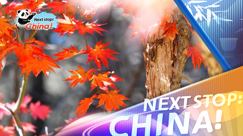 Autumn_s_Golden_Splendor_Boosts_China_s_Off_Peak_Tourism_poster - Khabar Asia Autumn_s_Golden_Splendor_Boosts_China_s_Off_Peak_Tourism video poster