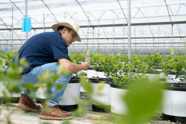 Peruvian Engineer Cultivates Blueberry Success in China’s Yunnan Peruvian Engineer Cultivates Blueberry Success in China’s Yunnan
