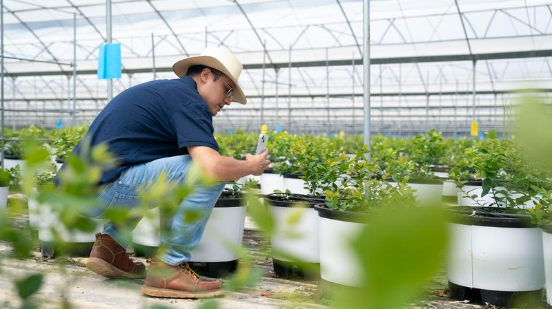 BH0OP1Z5IUE2URJTJC5G - Khabar Asia Peruvian Engineer Cultivates Blueberry Success in China’s Yunnan