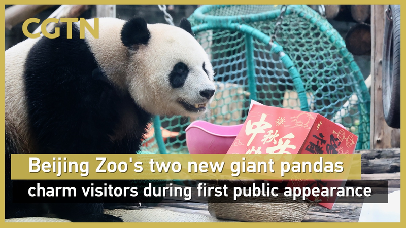 Beijing Zoo’s New Giant Pandas Ji Nian and Fu Jiang Delight Crowds Beijing_Zoo_s_New_Giant_Pandas_Ji_Nian_and_Fu_Jiang_Delight_Crowds video poster