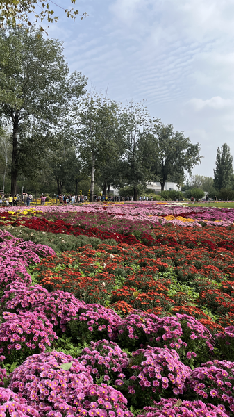Beijing’s Autumn Blooms: Chrysanthemums Illuminate Capital Gardens Beijing_s_Autumn_Blooms__Chrysanthemums_Illuminate_Capital_Gardens video poster