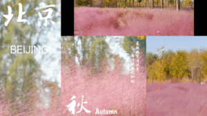 Beijing_s_Autumn_Transformed_by_Pink_Muhly_Grass_Bloom video poster