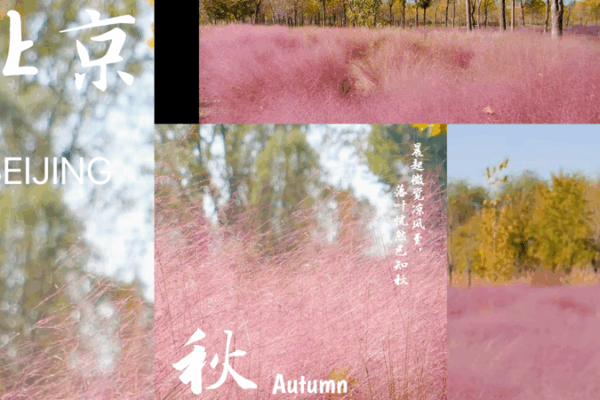 Beijing_s_Autumn_Transformed_by_Pink_Muhly_Grass_Bloom video poster