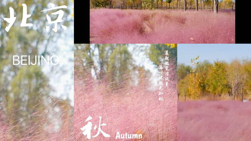 Beijing_s_Autumn_Transformed_by_Pink_Muhly_Grass_Bloom_poster - Khabar Asia Beijing_s_Autumn_Transformed_by_Pink_Muhly_Grass_Bloom video poster