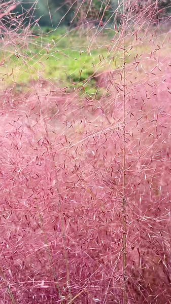 Beijing_s_Old_Summer_Palace_Transformed_into_Pink_Autumn_Wonderland_poster - Khabar Asia Beijing_s_Old_Summer_Palace_Transformed_into_Pink_Autumn_Wonderland video poster