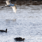 Bird_Flu_Spread_in_Germany_Sparks_Pandemic_Warnings__Asia_on_Alert