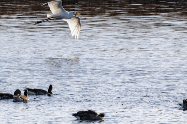 Bird_Flu_Spread_in_Germany_Sparks_Pandemic_Warnings__Asia_on_Alert