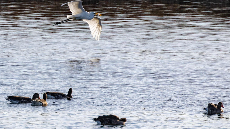 Bird_Flu_Spread_in_Germany_Sparks_Pandemic_Warnings__Asia_on_Alert - Khabar Asia Bird_Flu_Spread_in_Germany_Sparks_Pandemic_Warnings__Asia_on_Alert